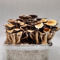 Magic Mushrooms Hawaii Big Ready To Grow at home grow box