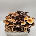 Magic Mushrooms Hawaii Big Ready To Grow at home grow bag