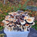 Psilocybe Cubensis mushrooms grow kit