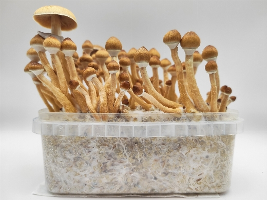 'Minami Okinawa' Kit listo para cultivar 1200 ml.