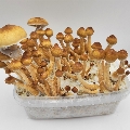 'Minami Okinawa' Kit listo para cultivar 1200 ml.
