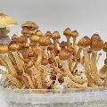 'Minami Okinawa' Kit listo para cultivar 1200 ml.