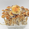 Hawaiian magic mushroom grow kit