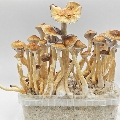 Hawaiian psilocybin mushroom grow kit