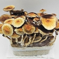 Big harvest Golden Teacher Mushroom Growing Kit
