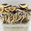 High result grow kit mushrooms Supa Gro Golden Teacher