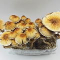 McKennaii Magic mushrooms growbox ready to grow