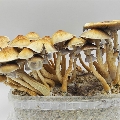 McKennaii Magic mushroom grow box