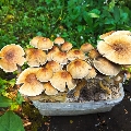 McKennaii Magic mushrooms ready to grow kit 100% mycelium growbox