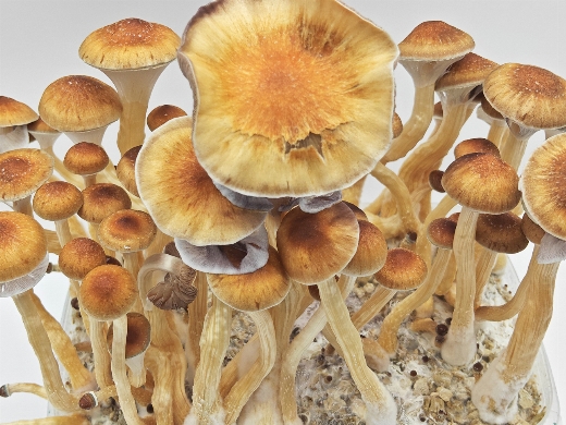 Hawaiian magic mushrooms grow kit