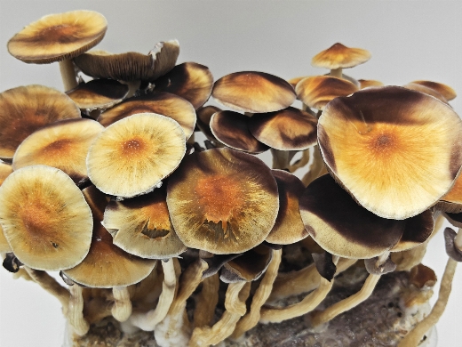 The Original Golden Teacher Magic Mushroom Grow Kit by Supa Gro