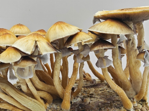 McKennaii Magic mushrooms 100% mycelium growbox