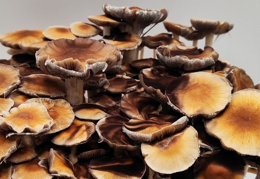 Magic Mushrooms Hawaii Big Ready To Grow at home Kit