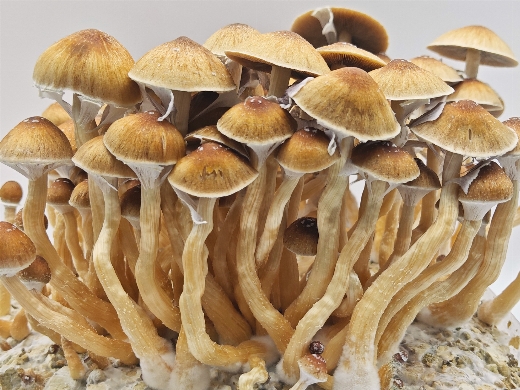 Extreme XL Golden Teacher magic mushroom grow kit