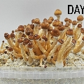 Extra Large grow box Golden Teacher mushroom