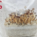 Golden Teacher mushroom big grow bag