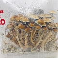 Indoor mushroom growing kit Golden Teacher
