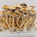 XL reusable mushroom growbox - the original Golden Teacher