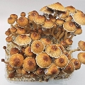 BIG ready to grow golden teacher mushroom box