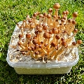 Extreme Golden Teacher grow kit