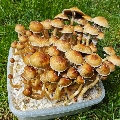 Large grow box Golden Teacher mushrooms Supa Gro