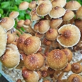 golden teacher magic mushrooms grow your own