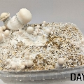 Tidal Wave APE ready to grow magic mushroom box 1200ml.