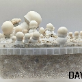 Tidal Wave APE ready to grow magic mushroom kits 1200ml.