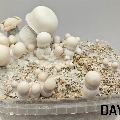 Tidal Wave APE ready to grow magic mushrooms box 1200ml.