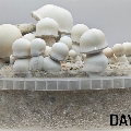 Tidal Wave APE ready to grow magic mushrooms kit 1200ml.