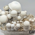 Magic mushrooms kit - Tidal Wave