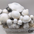Magic mushroom kit - Tidal Wave