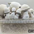 Magic mushroom bag - Tidal Wave