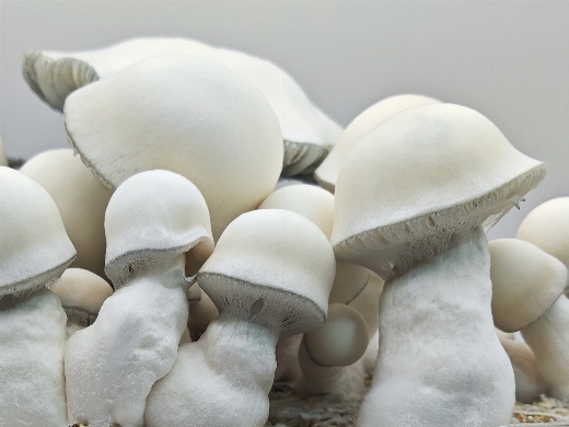 Tidal Wave APE ready to grow magic mushroom kit 1200ml.