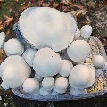 Psilocybin mushroom grow box