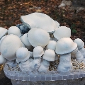 Magic mushroom cultivation box