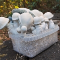 Magic mushroom cultivation boxes
