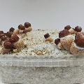 Hill Billy Pumpkin magic mushrooms grow bag