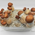 Hill Billy Pumpkin magic mushroom grow box