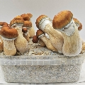 Hill Billy Pumpkin magic mushroom grow kit