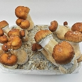 Hill Billy Pumpkin magic mushrooms grow kit