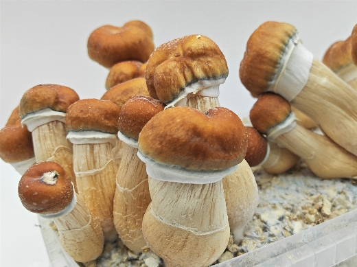 Hill Billy Pumpkin magic mushroom grow bag
