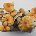Hill Billy Pumpkin magic mushrooms growbox