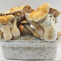 Hill Billy Pumpkin magic mushroom growbox