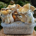 HillBilly Pumpkin magic mushrooms DIY