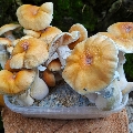 Magic mushrooms at home