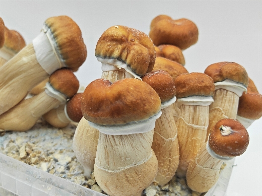 HillBilly Pumpkin magic mushroom ready to grow kit Extreme XL 2100ml